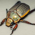 Christmas Beetle