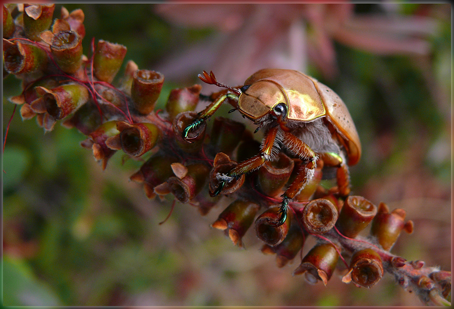 Christmas Beetle