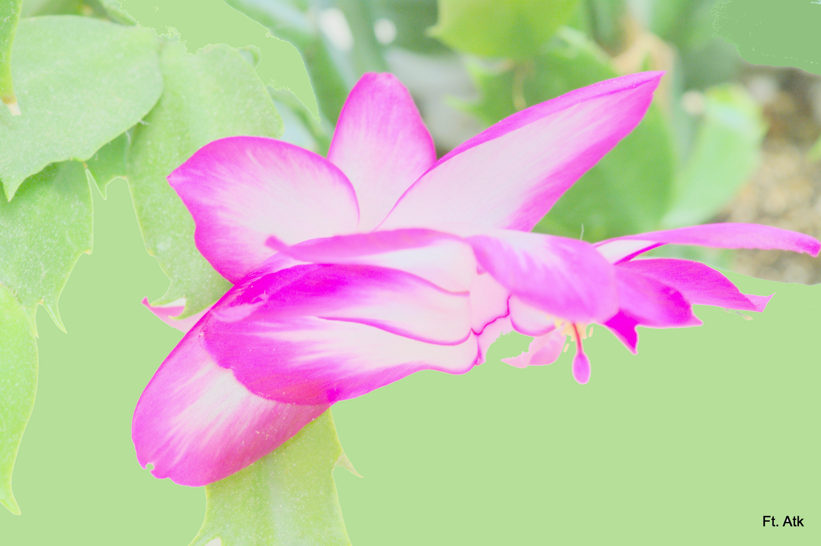 Christmas Cactus