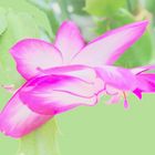 Christmas Cactus