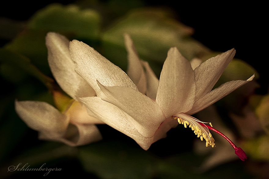 Christmas cactus [genus Schlumbergera]