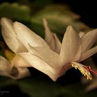 Christmas cactus [genus Schlumbergera]