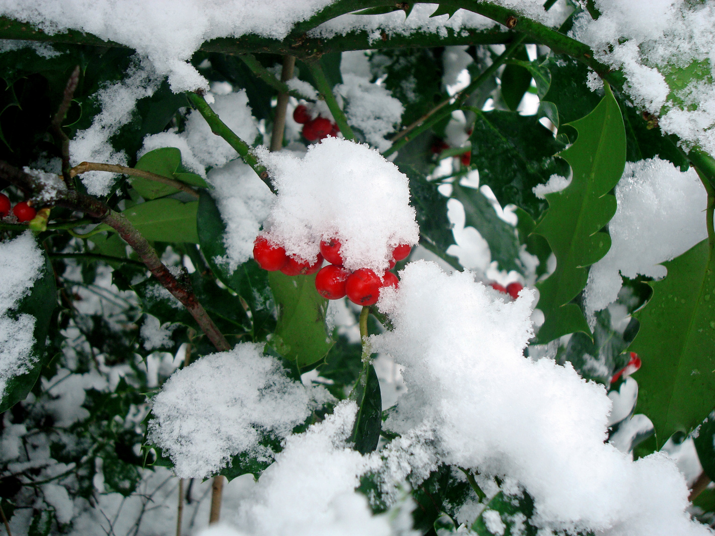 Christmas Colours