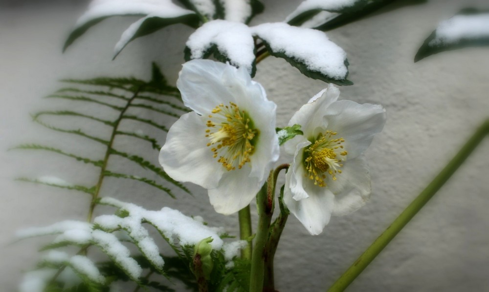 christmas flowers