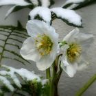 christmas flowers