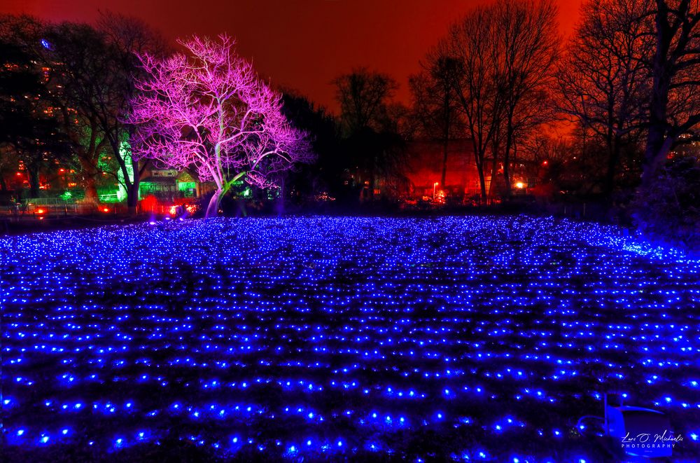 Christmas Garden