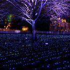 Christmas Garden