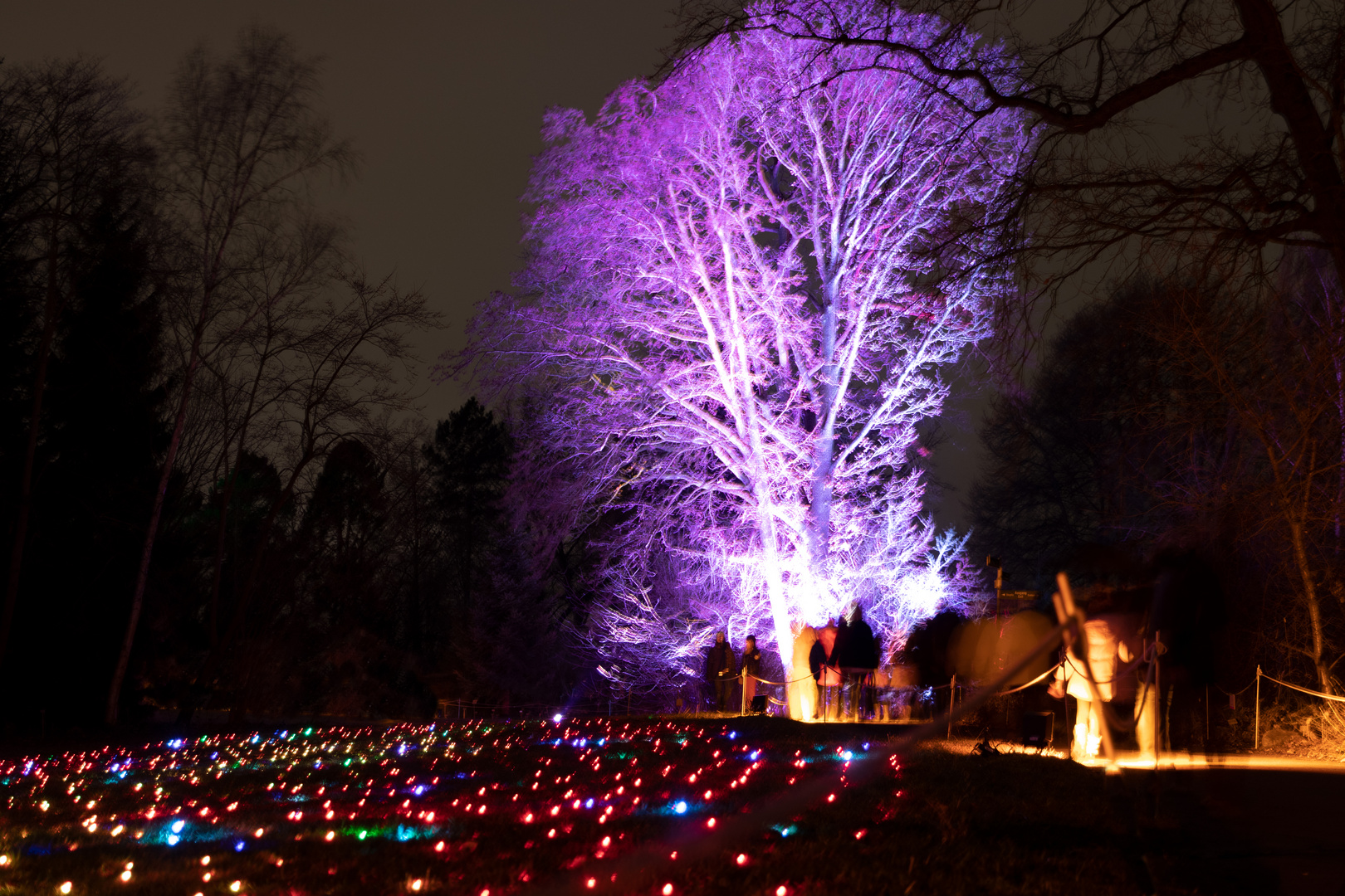 Christmas Garden III