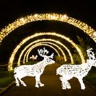 Christmas Garden in der Wilhelma, Stuttgart