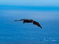 Christmas Island Flying Fox