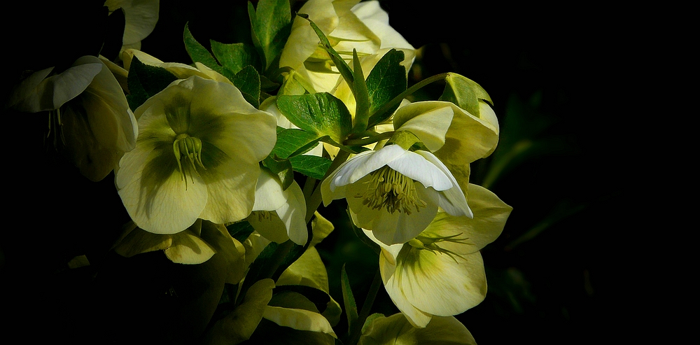 Christmas Rose