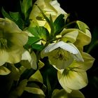 Christmas Rose