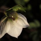 Christmas rose in the evening sun