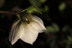 Christmas rose in the evening sun
