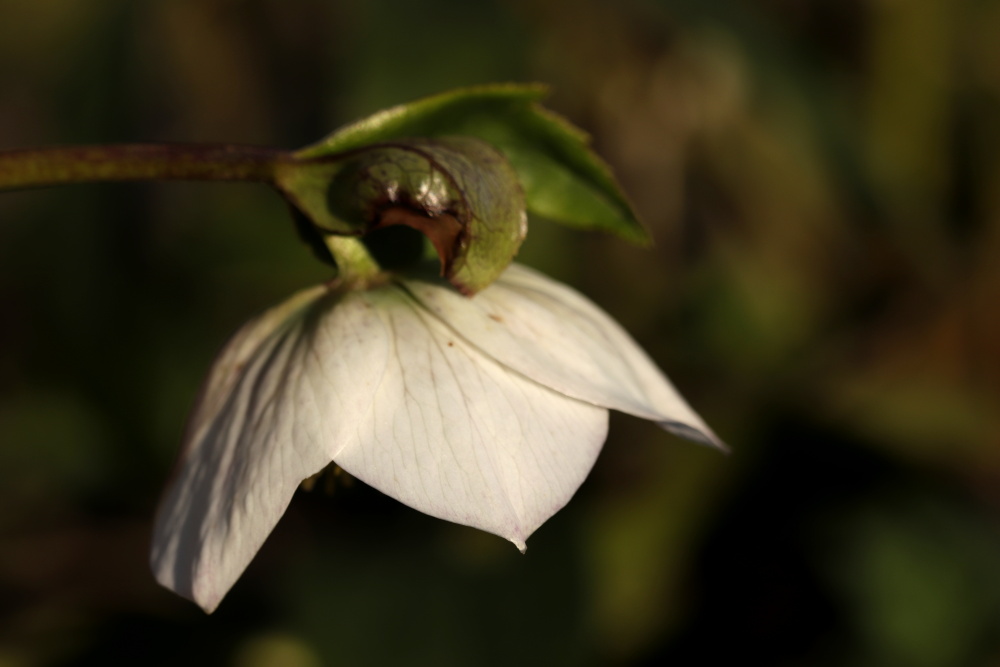 Christmas rose in the evening sun