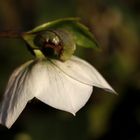 Christmas rose in the evening sun