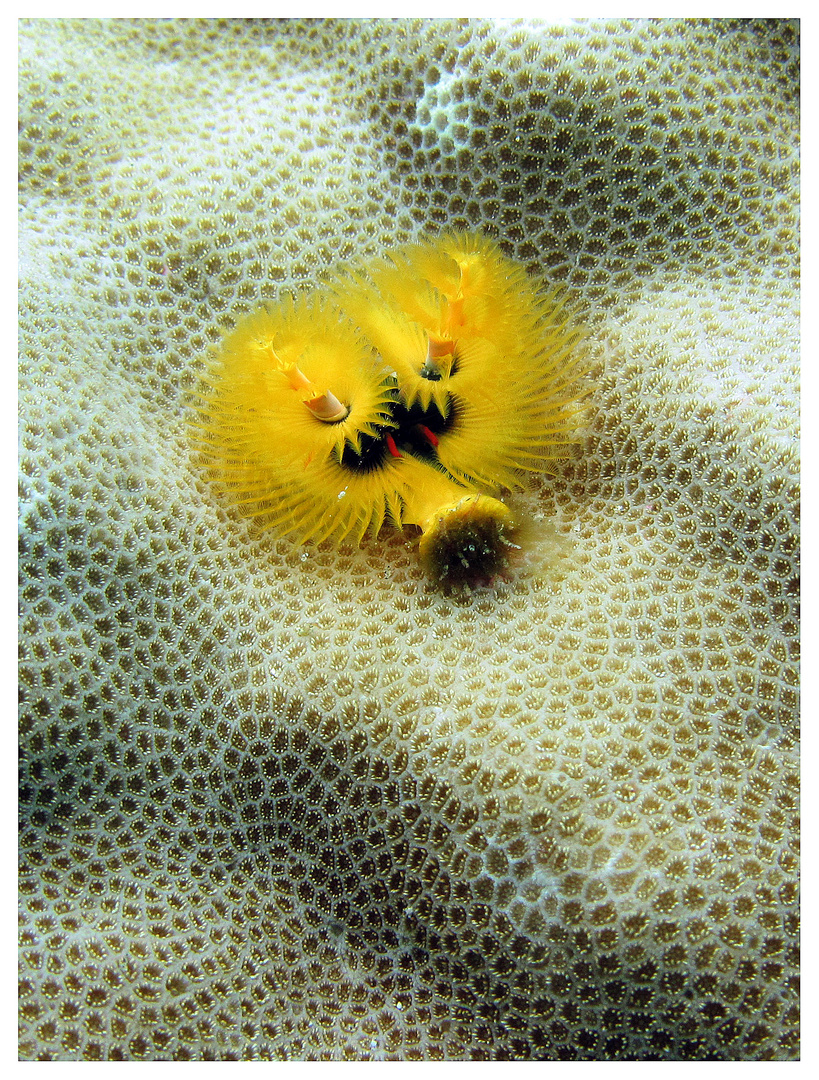 Christmas Tree Anemone