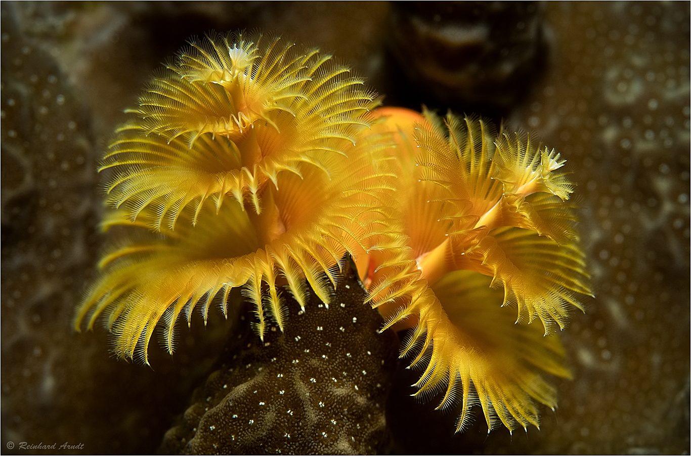 photo Yellow Christmas Tree Worm fotocommunity