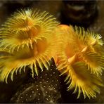 Christmas Tree Worm (2)