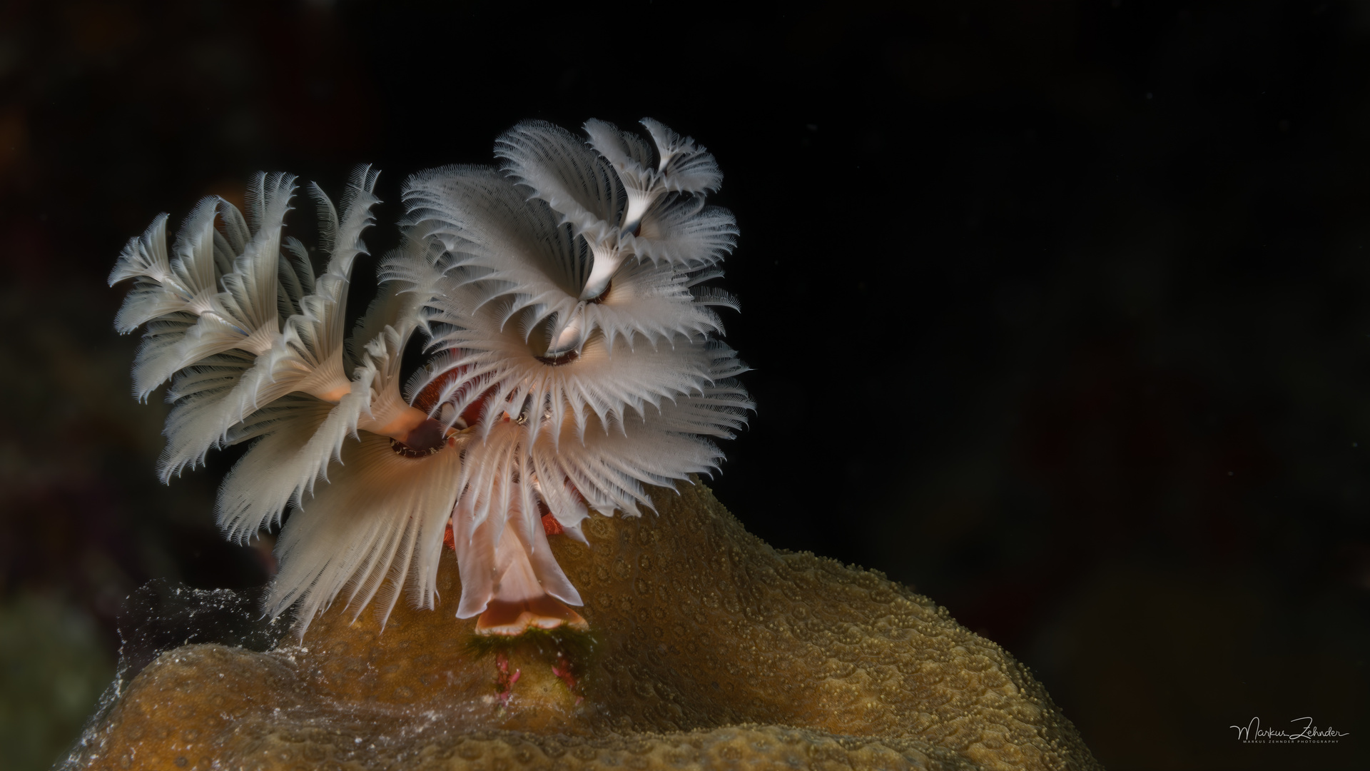 Christmas tree worm