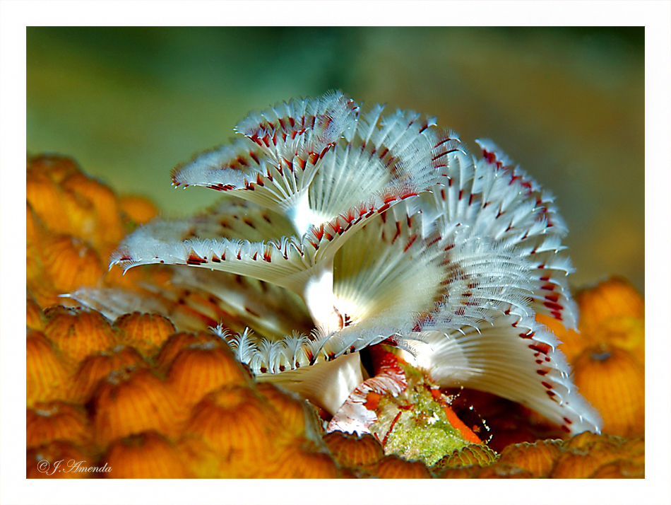 christmas tree worm