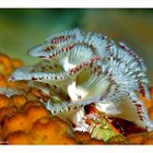 christmas tree worm