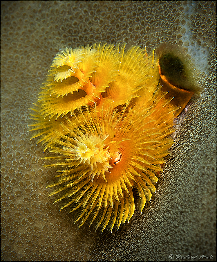 Christmas Tree Worm (3)