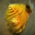 Christmas Tree Worm (3)