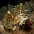 Christmas Tree Worm