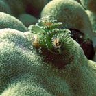 Christmas-Tree Worm