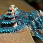 Christmas Tree Worm