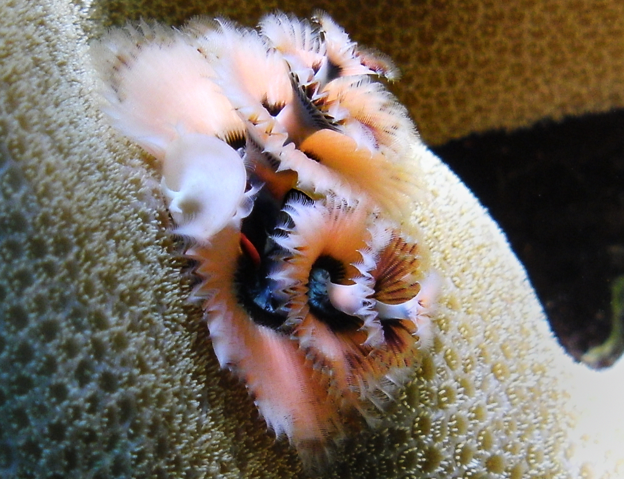 christmas tree worm