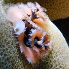 christmas tree worm