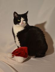 ChristmasCat