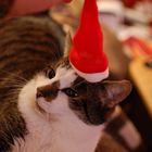 Christmascat Willy