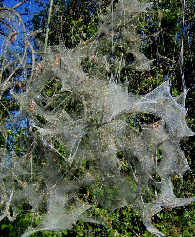 Christo der Natur