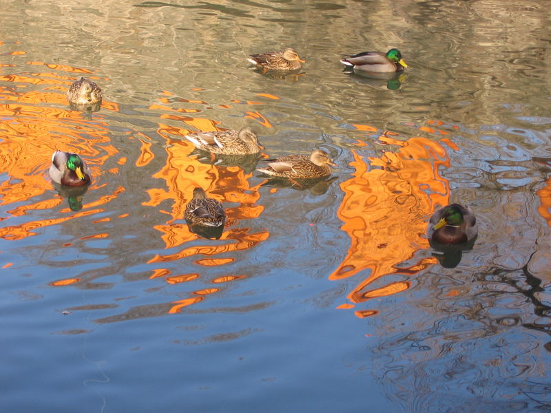 Christo und die Enten