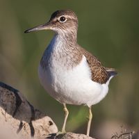 Christopher Arnold - Naturfotografie