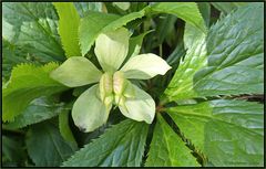 Christrose...