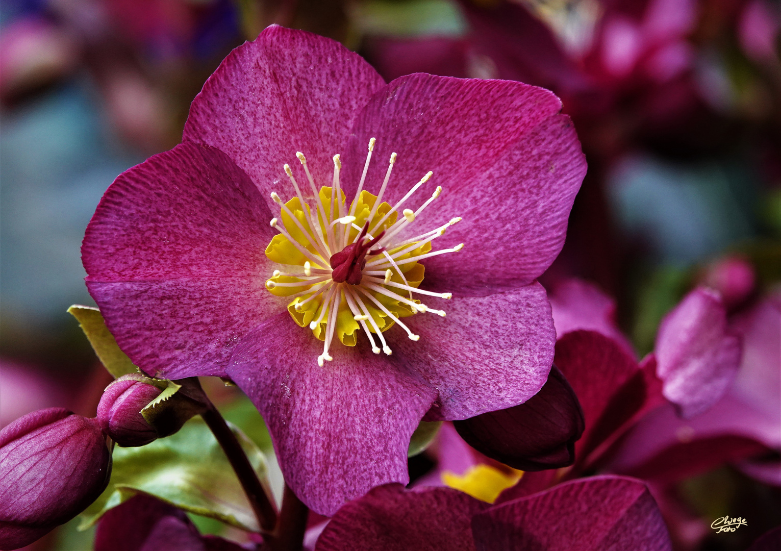 Christrose Foto & Bild spezial, natur, pflanzen Bilder auf