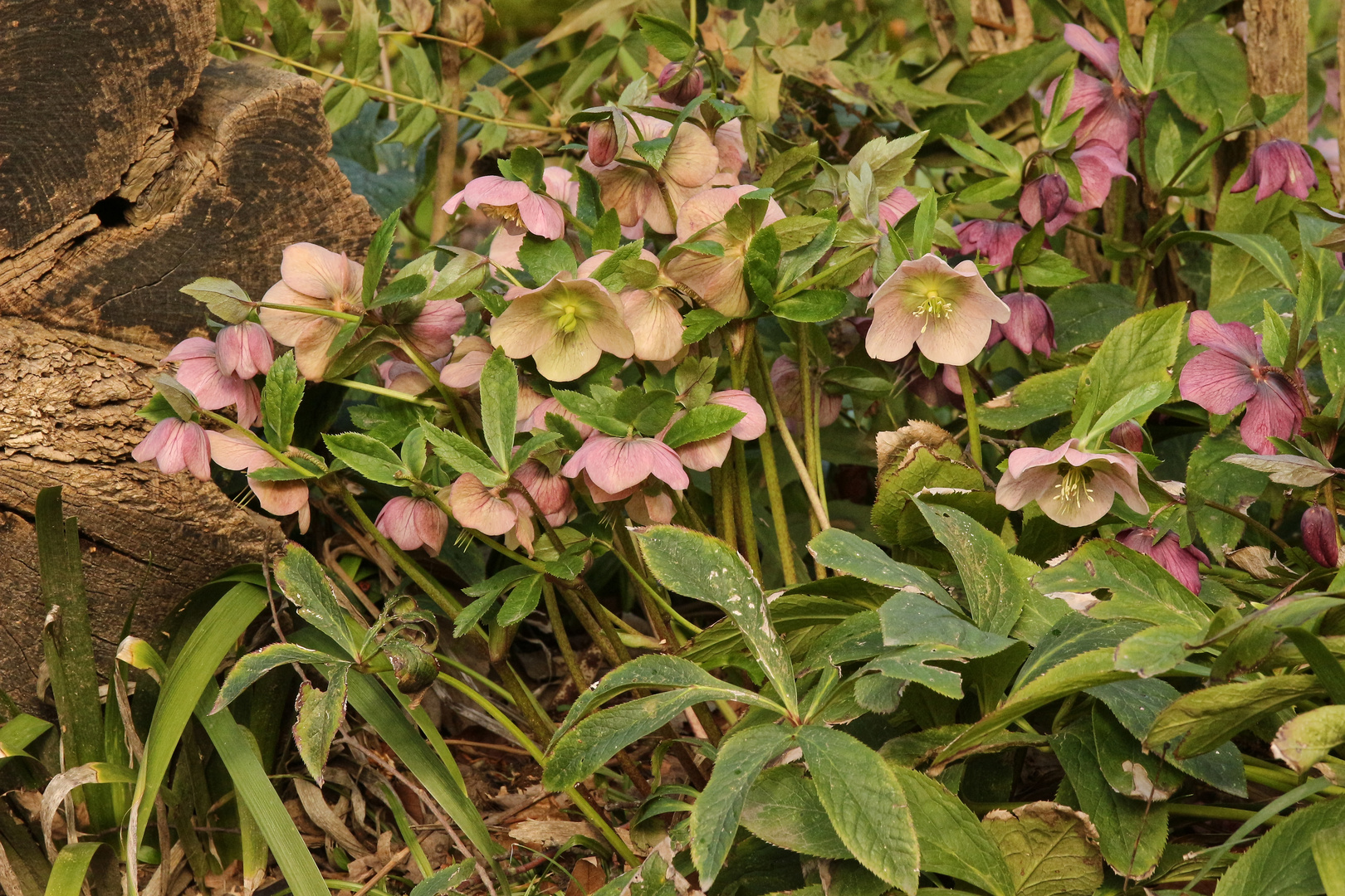 Christrose (2019_03_08_EOS 100D_4203_ji)