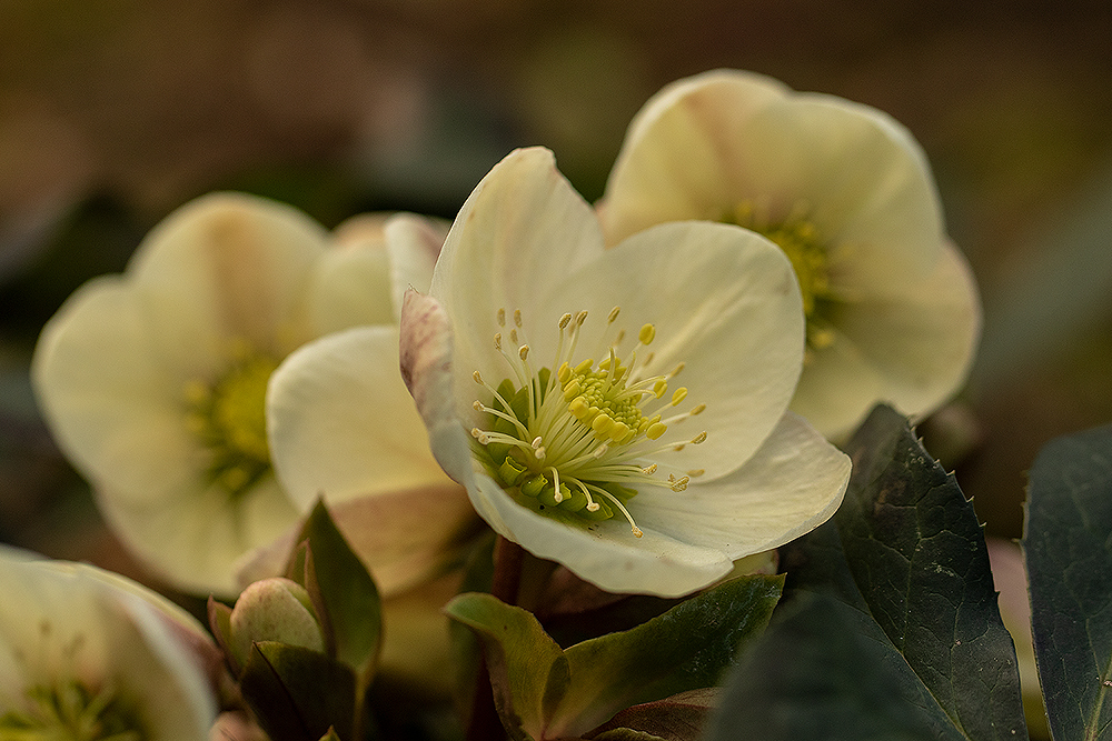 Christrose Foto & Bild pflanzen, pilze & flechten, blüten