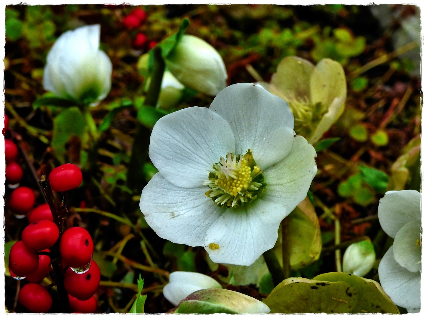 Christrose Foto & Bild natur, blüten, christrose Bilder auf