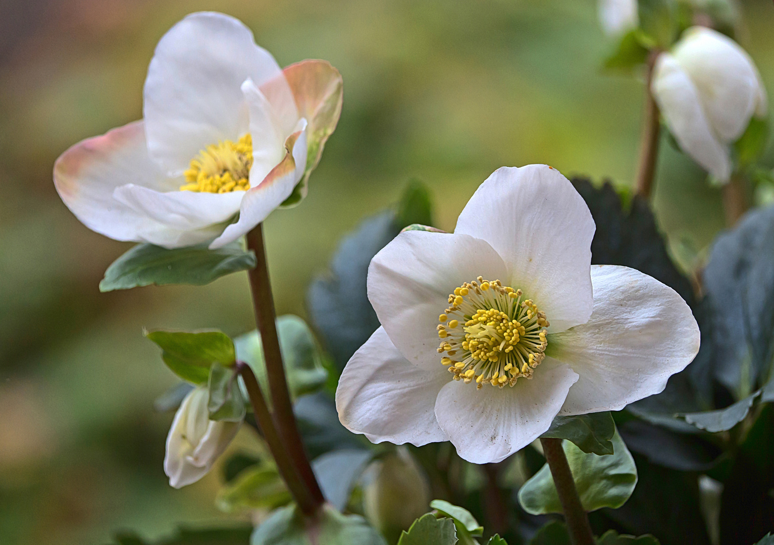 christrose bild kostenlos