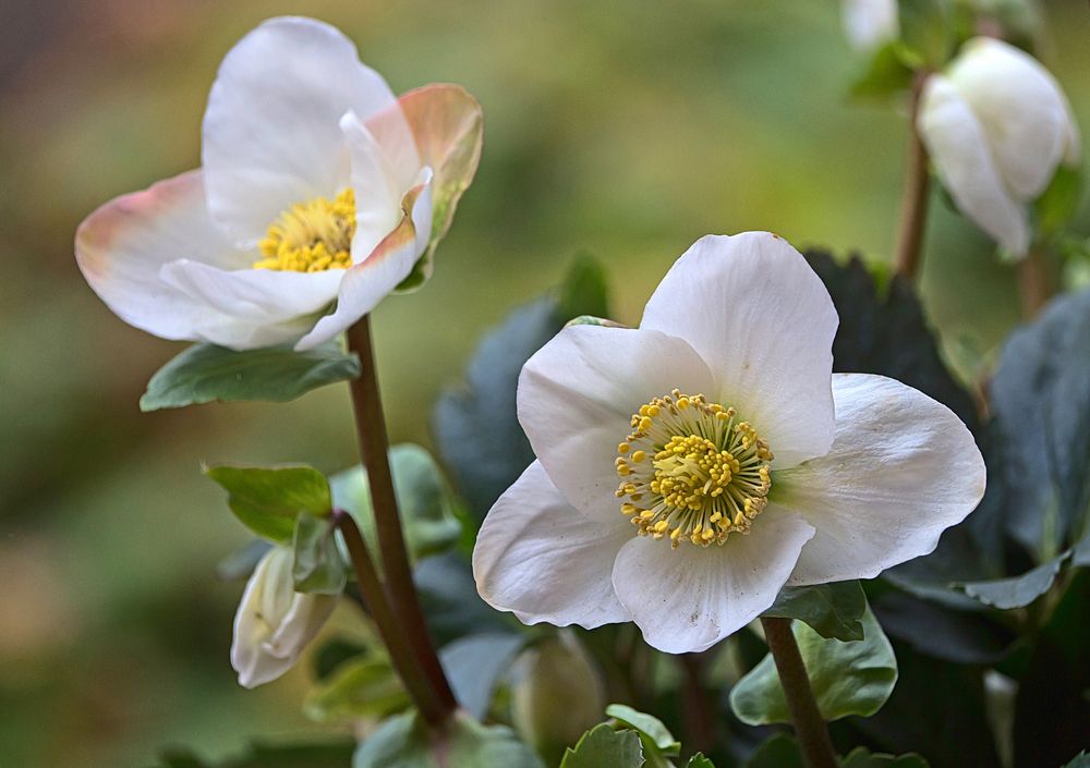 Christrose Foto & Bild makro, natur, nahaufnahme Bilder auf