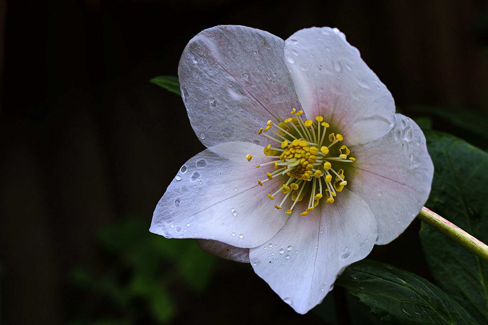 Christrose Foto & Bild natur, pflanzen, blüte Bilder auf