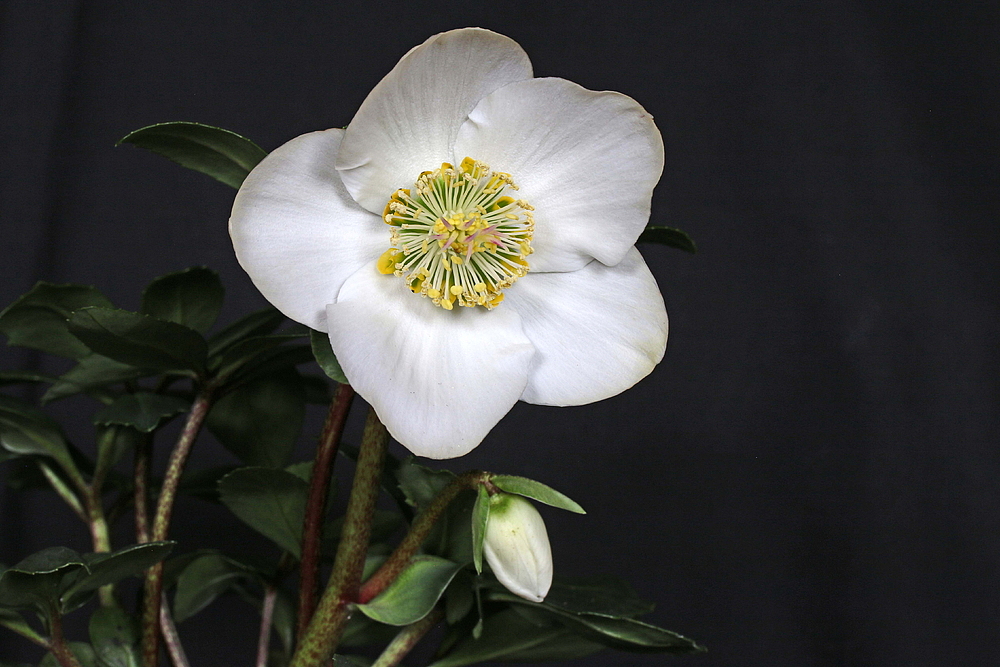 Christrose Foto & Bild natur, blumen, pflanzen Bilder auf