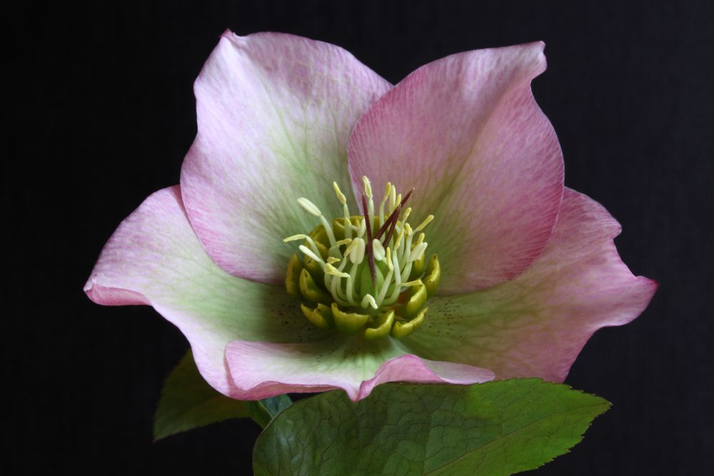 Christrose Pflanzen Christrose Pflanzen