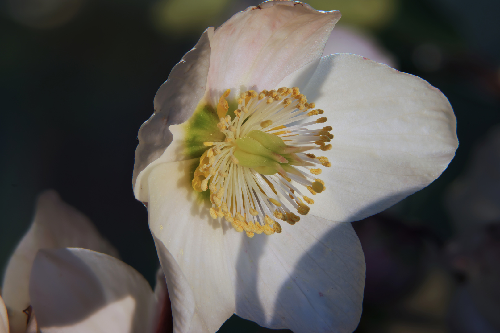 Christrose als Mittwochsblümchen