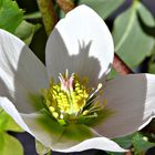 Christrose auf meinem Balkon